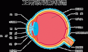 眼睛示意图